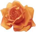 Beautiful Peach Rose Transparent Image
