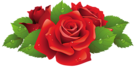Beautiful Red Rose PNG Picture
