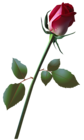Beautiful Rose Bud PNG Clip Art Image