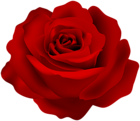 Beautiful Rose Red Transparent Clipart