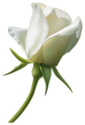 Beautiful White Rose Bud PNG Clipart Image