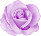 Flower Rose Purple Transparent Image