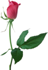 Large Pink Rose Bud PNG Clipart