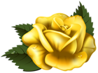 Large Yellow Rose Transparent PNG Clip Art Image