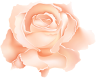 Orange Rose Flower PNG Clipart