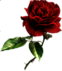 Painted Red Rose Clipart
