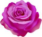 Pink Beautiful Rose Transparent PNG Clipart