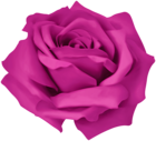 Pink Dreamy Rose PNG Clipart