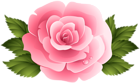 Pink Rose ClipArt PNG Image