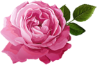 Pink Rose Transparent Image
