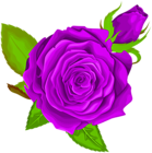 Purple Rose Decorative PNG Clip Art Image
