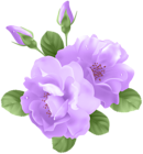 Purple Roses Transparent PNG Clip Art