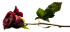 Red Rose Bud with Dew PNG Clipart