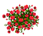 Red Rose Bush PNG Clipart Image