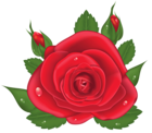 Red Rose PNG Picture Clipart