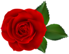 Red Rose Transparent PNG Image