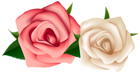 Red and White Roses Clipart PNG Image