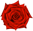 Rose Flower Red PNG Clipart