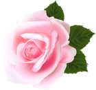 Rose Pink PNG Clip Art