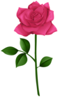 Rose Pink with Steam PNG Transparent Clipart