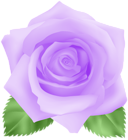 Rose Purple PNG Clip Art Image