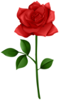 Rose Red with Steam PNG Transparent Clipart