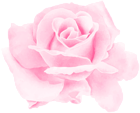 Rose Watercolor Pink PNG Clipart