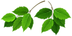 Branches with Green Leaves Clipart