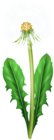 Dandelion PNG Clipart