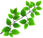 Green Branch PNG Transparent Clipart