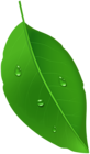 Green Leaf with Dew Drops PNG Clipart