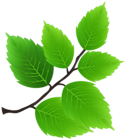 Green Spring Branch PNG Transparent Clipart