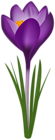 Purple Crocus PNG Transparent Clipart