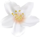 Spring Blooming Flower Tree White PNG Clipart