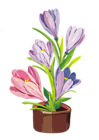 Spring Crocus Pot PNG Clipart