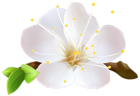 Spring Flower PNG Clip Art Image