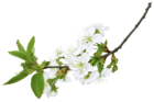 Spring White Branch PNG Clipart Picture