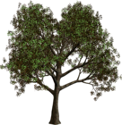 Forest Tree PNG Clipart
