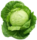 Cabbage Clipart Picture