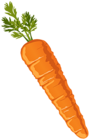 Carrot Clipart PNG Image | Gallery Yopriceville - High-Quality Images