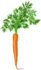 Carrot PNG Clip Art