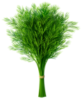 Dill PNG Clip-Art Image