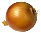 Onion PNG Picutre
