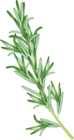 Rosemary Herb PNG Clipart