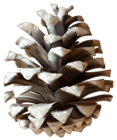 Winter Pinecone PNG Clip Art Image