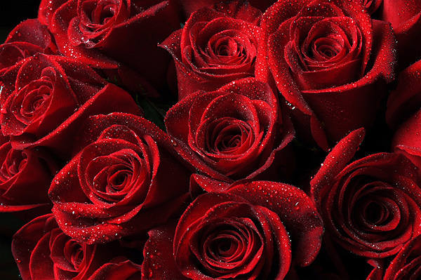 This jpeg image - Beautiful Roses Background, is available for free download