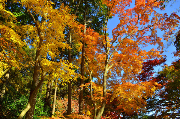 This png image - Fall Trees Background, is available for free download