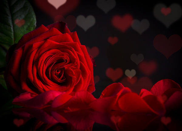 This jpeg image - Red Rose and Petals Background, is available for free download