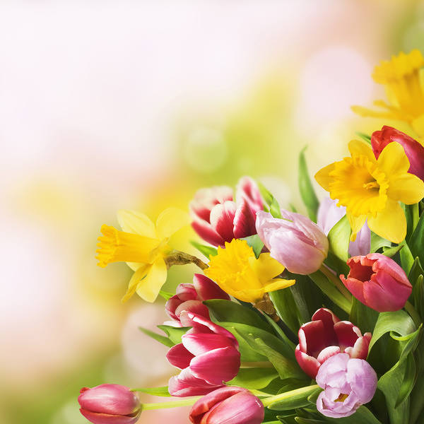 This jpeg image - Spring Flowers Background, is available for free download