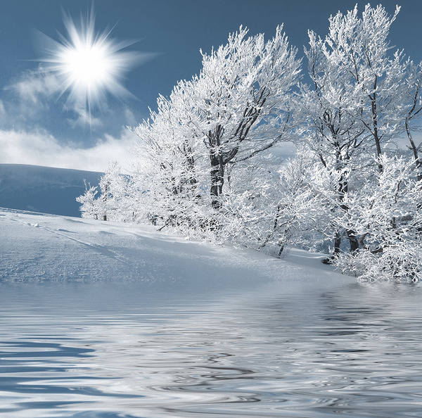 This jpeg image - Winter Background with Trees, is available for free download